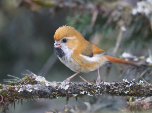 Golden Parrotbill, 金色鸦雀, Suthora verreauxi-gallery-