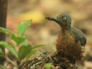 Ashy Woodpecker, 暗黄啄木鸟, Mulleripicus fulvus-gallery-