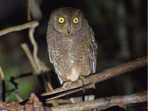 Nicobar Scops Owl, 尼科巴角鸮, Otus alius-gallery-