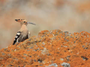 Eurasian Hoopoe, 戴胜, Upupa epops-gallery-