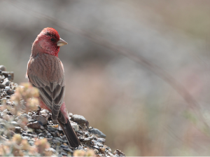 Great Rosefinch, 大朱雀, Carpodacus rubicilla-gallery-