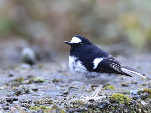 Little Forktail, 小燕尾, Enicurus scouleri-gallery-