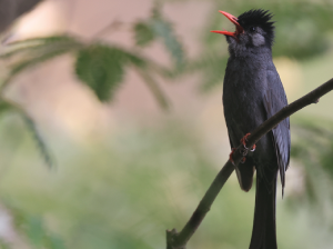 Black Bulbul, 黑短脚鹎, Hypsipetes leucocephalus-gallery-