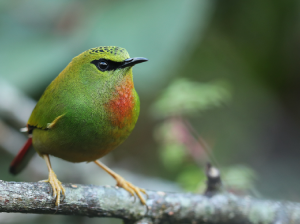 Fire-tailed Myzornis, 火尾绿鹛, Myzornis pyrrhoura-gallery-