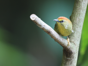 Pin-striped Tit-Babbler, 纹胸巨鹛, Macronus gularis-gallery-