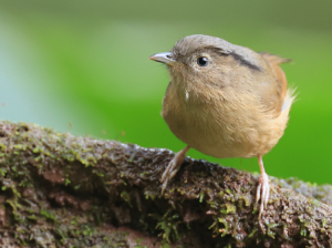 Brown-cheeked Fulvetta, 褐脸雀鹛, Alcippe poioicephala-gallery-