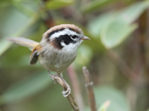 White-browed Fulvetta, 白眉雀鹛, Fulvetta vinipectus-gallery-