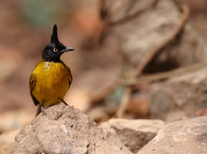 Black-crested Bulbul, 黑冠黄鹎, Pycnonotus flaviventris-gallery-