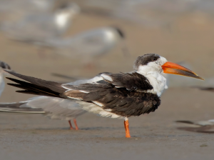 Indian Skimmer, 剪嘴鸥, Rynchops albicollis-gallery-