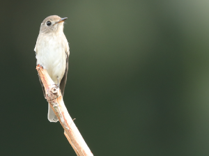 Asian Brown Flycatcher, 北灰鹟, Muscicapa dauurica-gallery-