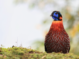 Temminck’s Tragopan, 红腹角雉, Tragopan temminckii-gallery-