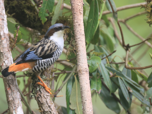 Himalayan Cutia, 班胁姬鹛, Cutia nipalensis-gallery-