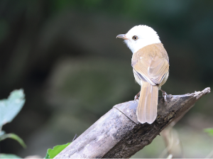 White-hooded Babbler, 白头鵙鹛, Gampsorhynchus rufulus-gallery-