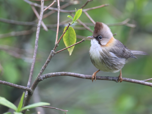 Whiskered Yuhina, 黄颈凤鹛, Yuhina flavicollis-gallery-