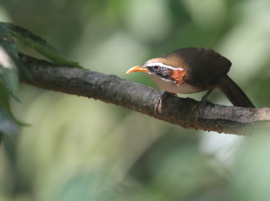 White-browed Scimitar Babbler, 灰头钩嘴鹛, Pomatorhinus schisticeps-gallery-