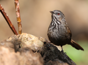 Annam Limestone Babbler, 越南灰岩鹪鹛, Gypsophila annamensis-gallery-