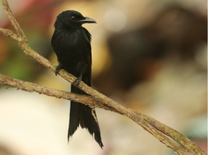 Andaman Drongo, 安达曼卷尾, Dicrurus andamanensis-gallery-