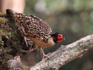 Cabot’s Tragopan, 黄腹角雉, Tragopan caboti-gallery-