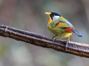 Silver-eared Mesia, 银耳相思鸟, Leiothrix argentauris-gallery-