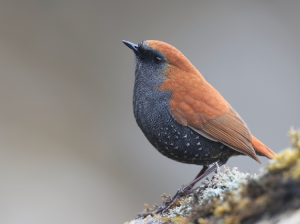 Gould’s Shortwing, 栗背短翅鸫, Heteroxenicus stellatus-gallery-