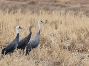 Hooded Cranes, 白头鹤, Grus monacha-gallery-