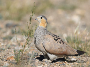 Tibetan Sandgrouse, 西藏毛腿沙鸡, Syrrhaptes tibetanus-gallery-