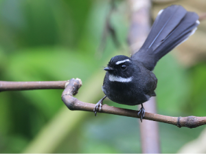 White-throated Fantail, 白喉扇尾鹟, Rhipidura albicollis-gallery-