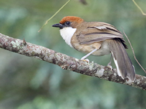 Rufous-crowned Laughingthrush, 白喉噪鹛, Pterorhinus ruficeps-gallery-