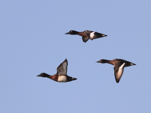 Baer’s Pochard, 青头潜鸭, Aythya baeri-gallery-