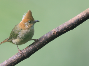 White-naped Yuhina, 白项凤鹛, Yuhina baker-gallery-