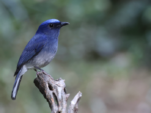 Hainan Blue Flycatcher, 海南蓝仙鹟, Cyornis hainanus-gallery-