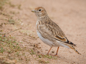 White-winged Lark, White-winged Lark, Alauda leucoptera-gallery-