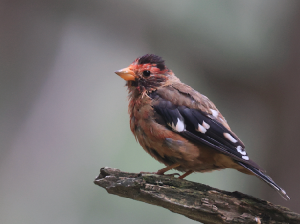 Spectacled Finch, 红眉金翅雀, Callacanthis burtoni-gallery-