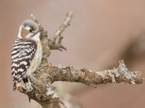 Japanese Pygmy Woodpecker, 小星头啄木鸟, Yungipicus kizuki-gallery-