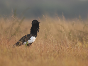 Bengal Florican, 南亚鸨, Houbaropsis bengalensis-gallery-