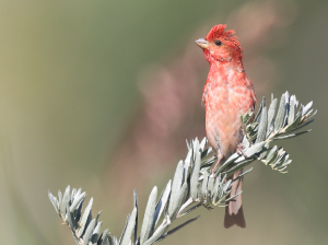 Common Rosefinch, 普通朱雀, Carpodacus erythrinus-gallery-