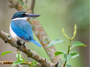 Collared Kingfisher, 白领翡翠, Todiramphus chloris-gallery-