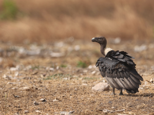 White-rumped Vulture, 白背兀鹫, Gyps bengalensis-gallery-