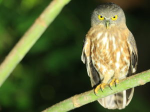 Andaman Hawk Owl, 安达曼鹰鸮, Ninox affinis-gallery-