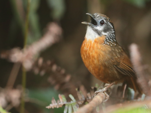 Spot-necked Babbler, 斑颈穗鹛, Stachyris strialata-gallery-