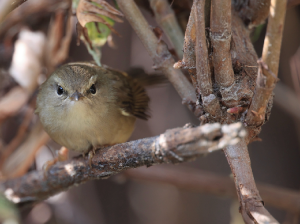 Hume’s Bush Warbler, 休氏树莺, Horornis brunnescens-gallery-