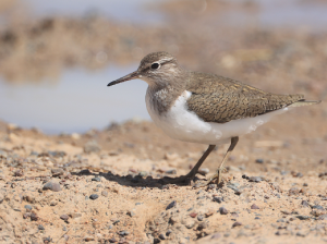 Common Sandpiper, 矶鹬, Actitis hypoleucos-gallery-