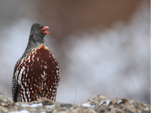 Snow Partridge, 雪鹑, Lerwa lerwa-gallery-