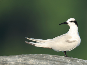 Black-naped Tern, 黑枕燕鸥, Sterna sumatrana-gallery-