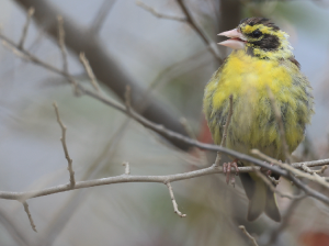 Yellow-breasted Greenfinch, 高山金翅雀, Chloris spinoides-gallery-