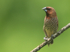 Scaly-breasted Munia, 斑文鸟, Lonchura punctulata-gallery-