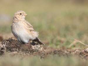 Asian Short-toed Lark, 亚洲短趾百灵, Alaudala cheleensis-gallery-