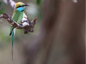 Asian Green Bee-eater, 绿喉蜂虎, Merops orientalis-gallery-