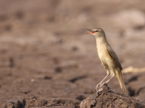 Oriental Reed Warbler, 东方大苇莺, Acrocephalus arundinaceus-gallery-