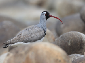 Ibisbill, 鹮嘴鹬, Ibidorhyncha struthersii-gallery-